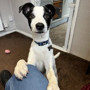 Spalding behaviourist testimonial