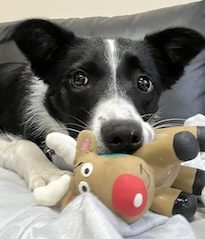 Rachel Rodgers, Clinical Animal Behaviourist Testimonial