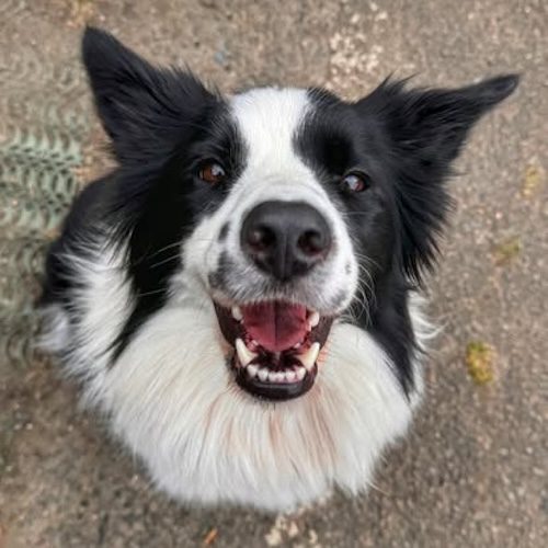 Rachel Rodgers behaviourist testimonial