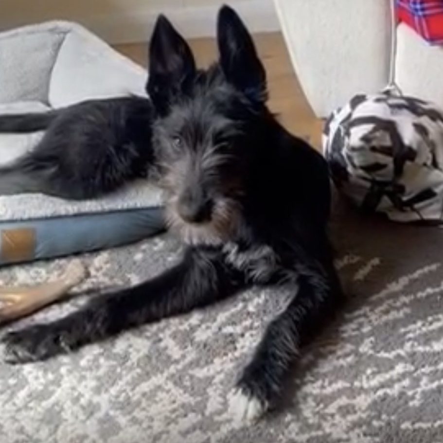 Rachel Rodgers, Spalding dog trainer testimonial